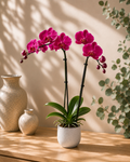 Orchidée Phalaenopsis fuchsia