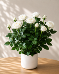 Rosier en pot à fleurs blanches