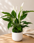 Spathiphyllum (Fleur de lune) en cache-pot blanc